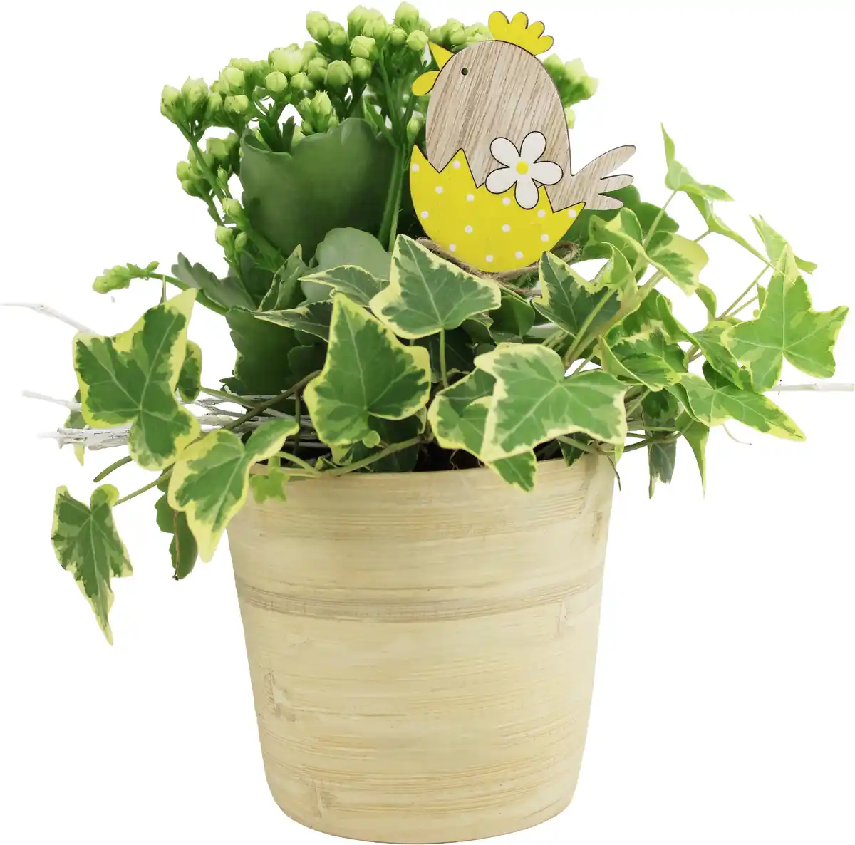 Bild 1 von Osterarrangement Calandiva & Hedera im Bambustopf