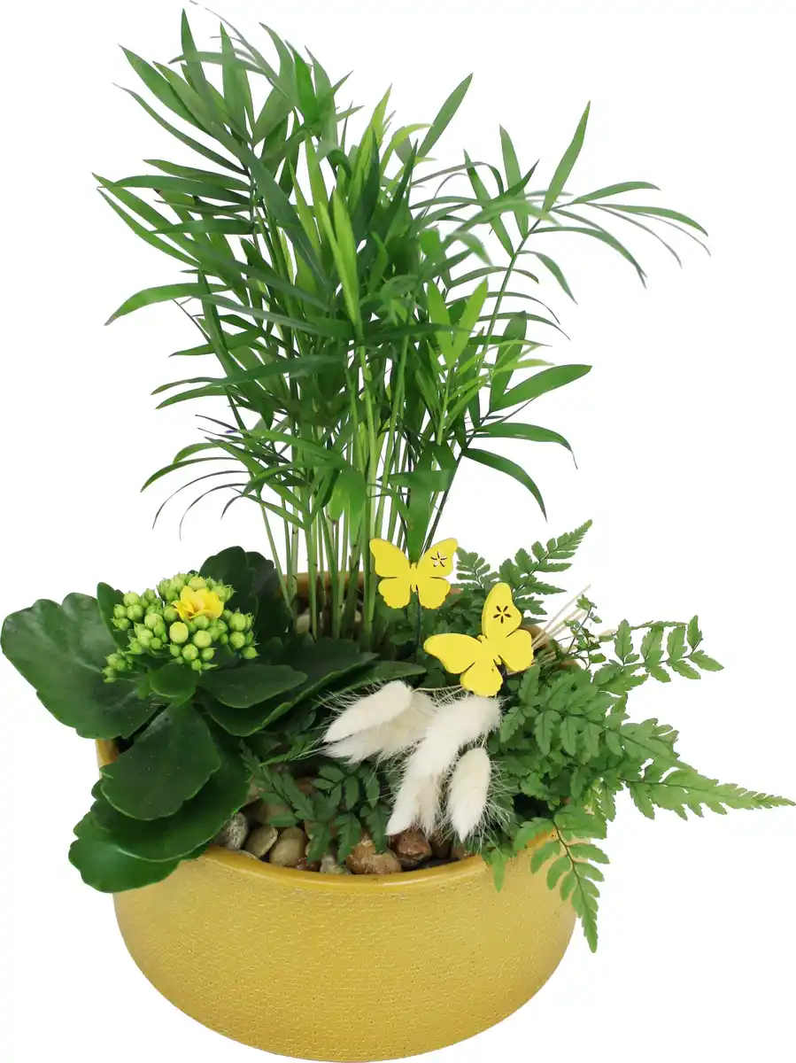 Bild 1 von Osterarrangement Frühlingsschale Grünpflanzen & Calandiva in Keramik