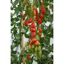 Bild 1 von Gartenkrone Mini-Romatomate Solanum lycopersicum »Trilly«, veredelt