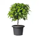 Bild 2 von SCHEURICH Pflanzgefäß »Oliver«, ØxH: 35 x 25 cm, grau