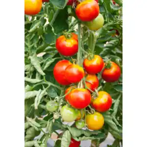 Gartenkrone Tomate esculentum var. esculentum Lycopersicon »Harzfeuer«