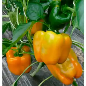 Gartenkrone Paprika Capsicum annuum »Golden California Wonder«, gelb
