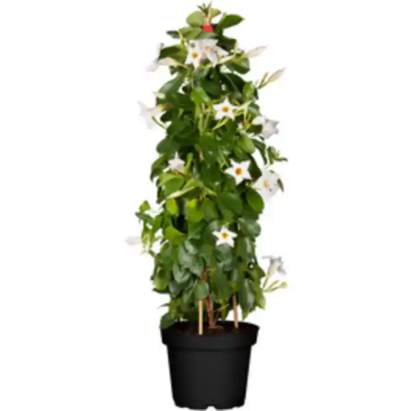 Bild 2 von Dipladenia Mandevilla , Pyramide