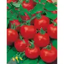 Bild 2 von Gartenkrone Cocktailtomate Solanum lycopersicum »Bellinie«