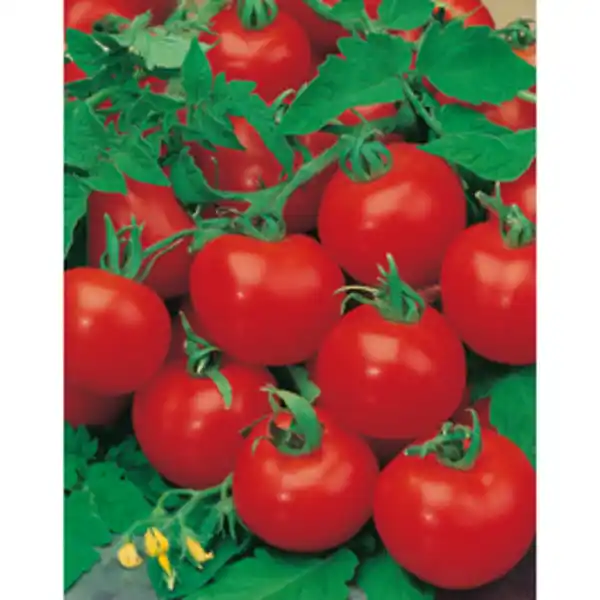 Bild 2 von Gartenkrone Cocktailtomate Solanum lycopersicum »Bellinie«