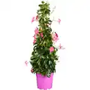 Bild 3 von Dipladenia Mandevilla , Pyramide