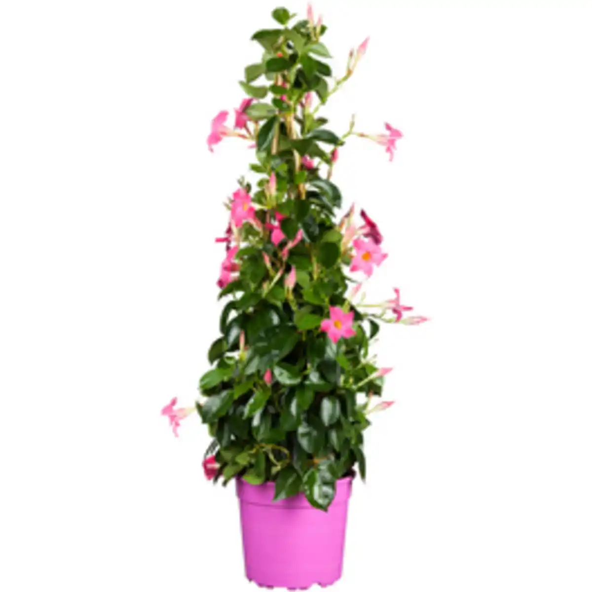 Bild 3 von Dipladenia Mandevilla , Pyramide