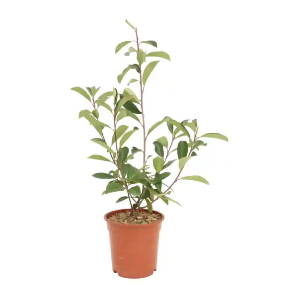 Bild 3 von GARDENLINE Photinia