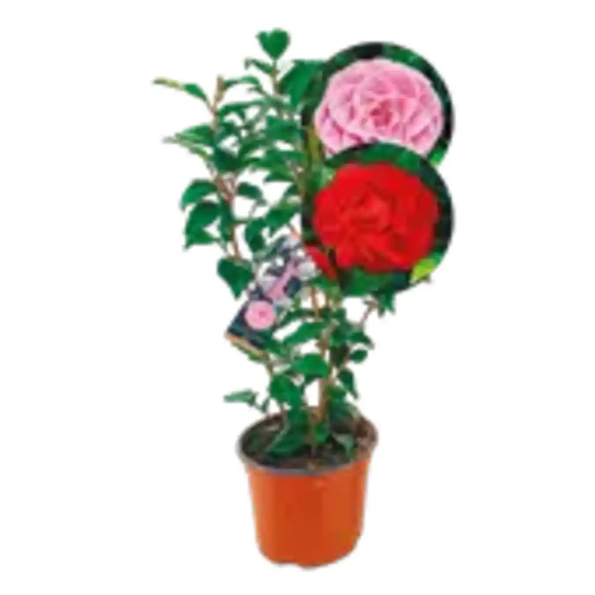 Bild 1 von Kamelie „Japonica"