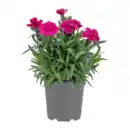 Bild 3 von GARDENLINE Nelken