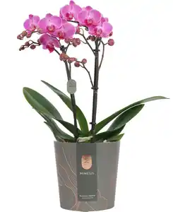 Orchidee Phalaenopsis Multiflora 2-Trieber H 50 cm 12 cm Topf