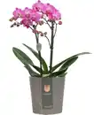 Bild 1 von Orchidee Phalaenopsis Multiflora 2-Trieber H 50 cm 12 cm Topf