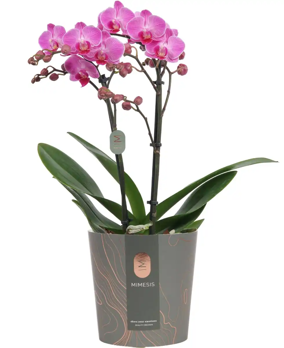 Bild 1 von Orchidee Phalaenopsis Multiflora 2-Trieber H 50 cm 12 cm Topf