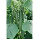 Bild 1 von Gartenkrone Salatgurke sativus Cucumis »Max«