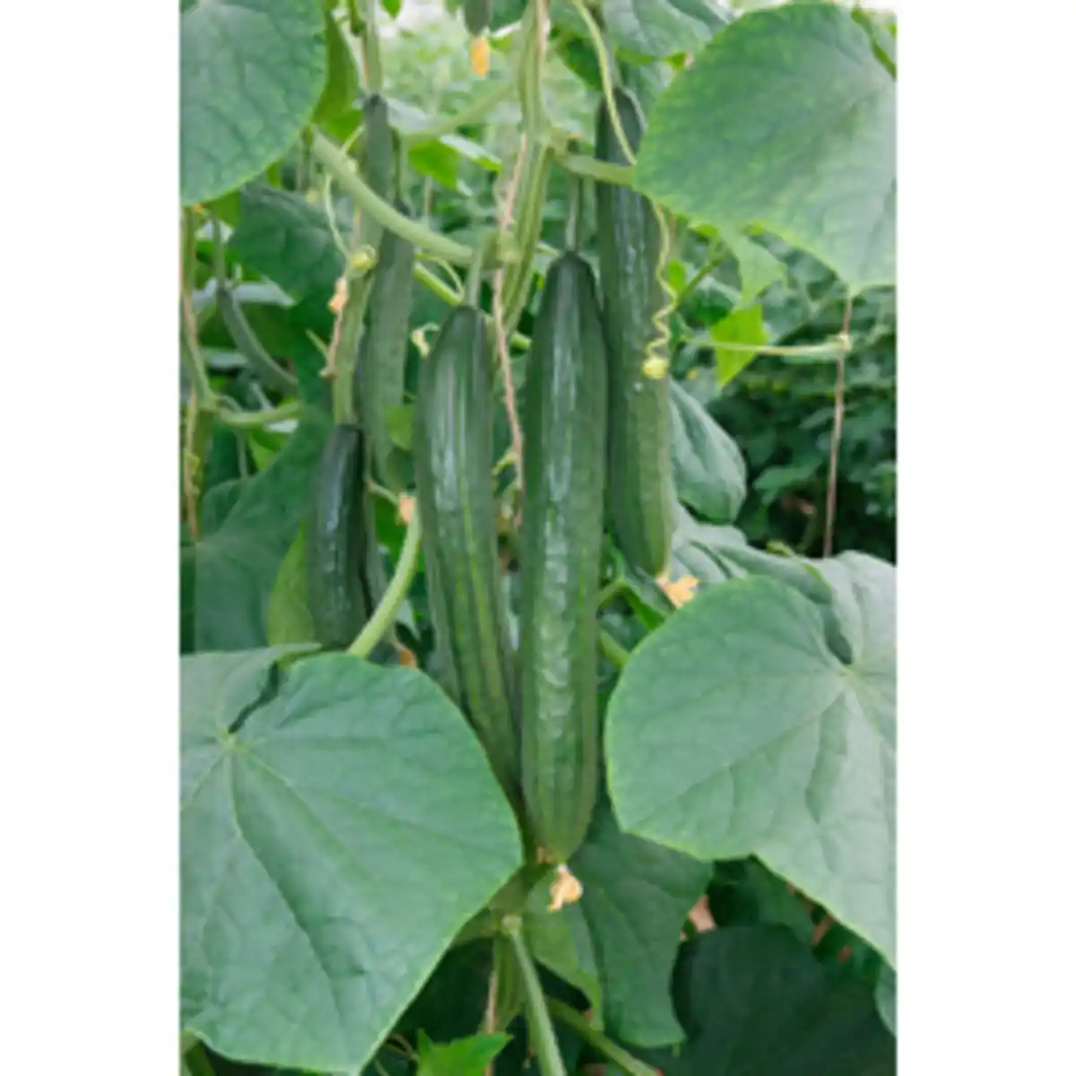 Bild 1 von Gartenkrone Salatgurke sativus Cucumis »Max«