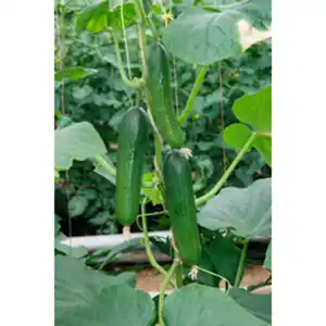 Gartenkrone Gurke, Midi-Salatgurke, Cucumis, Gerlinde
