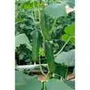 Bild 1 von Gartenkrone Gurke, Midi-Salatgurke, Cucumis, Gerlinde