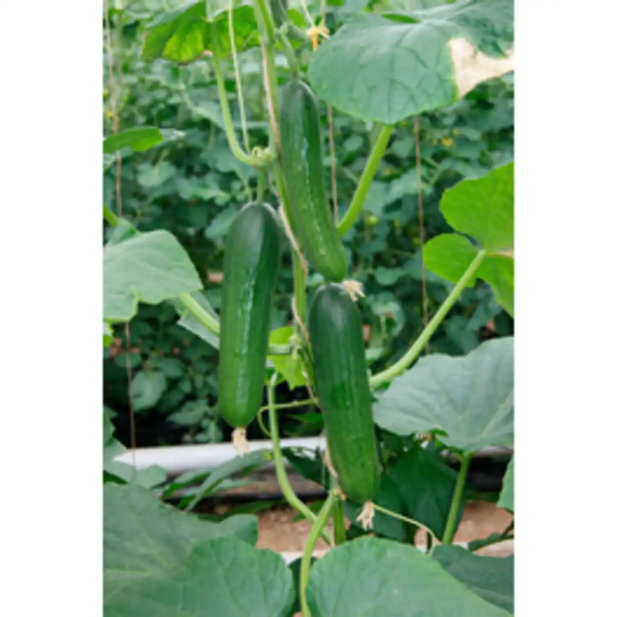 Bild 1 von Gartenkrone Gurke, Midi-Salatgurke, Cucumis, Gerlinde