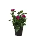 Bild 1 von Edelrose Rosa »Minerva®«, Blüte: violett-purpur