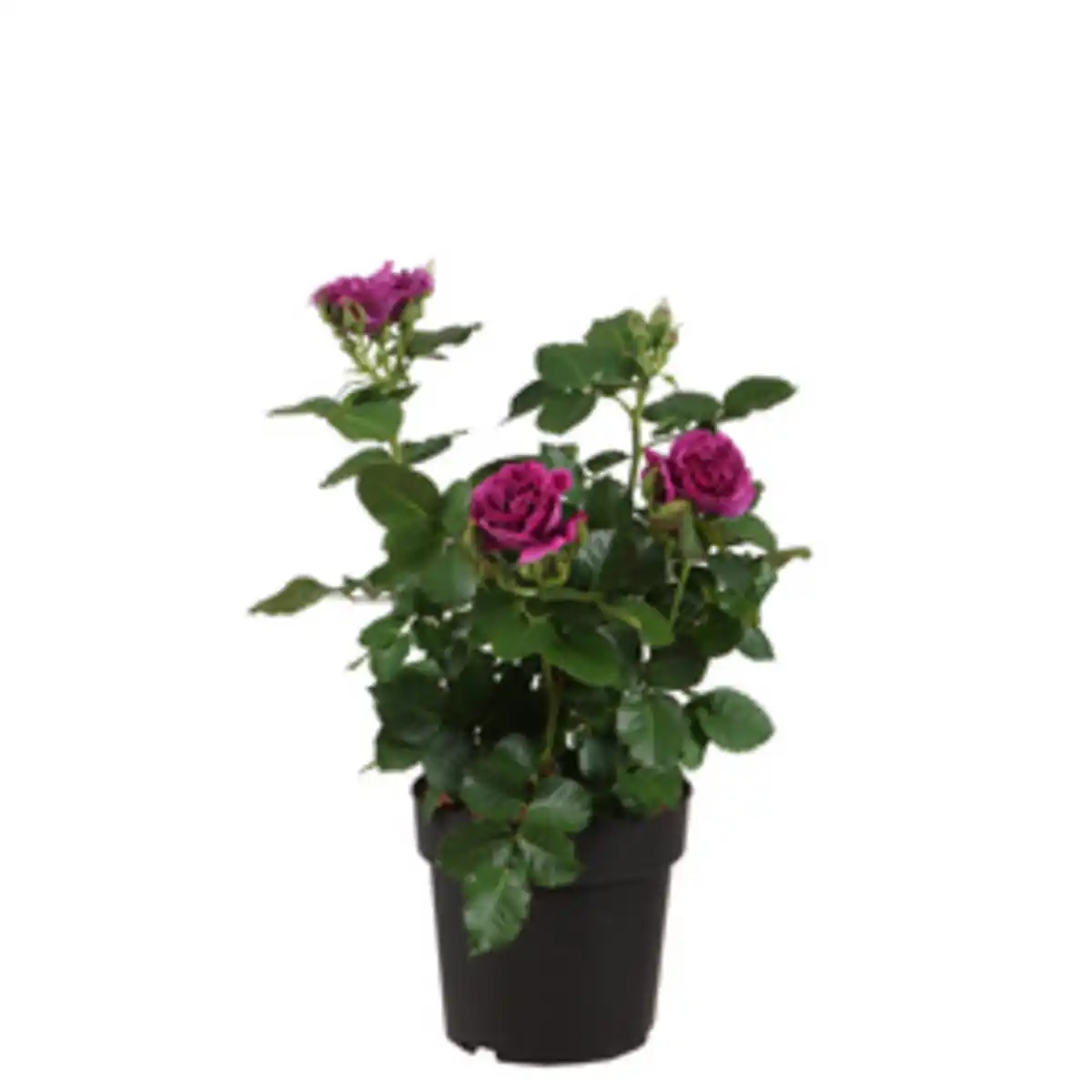 Bild 1 von Edelrose Rosa »Minerva®«, Blüte: violett-purpur