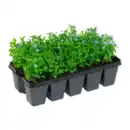 Bild 3 von GARDENLINE Beetpflanzen