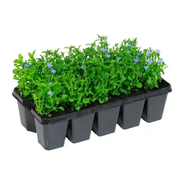 Bild 3 von GARDENLINE Beetpflanzen