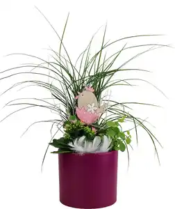 Osterarrangement Frühlingsmix Carex, Kalanchoe & Ficus im Keramiktopf