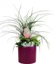 Bild 1 von Osterarrangement Frühlingsmix Carex, Kalanchoe & Ficus im Keramiktopf