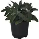 Bild 2 von Gartenkrone Salbei, Salvia officinalis, aktuelle Pflanzenhöhe ca.: 20 cm, im Topf