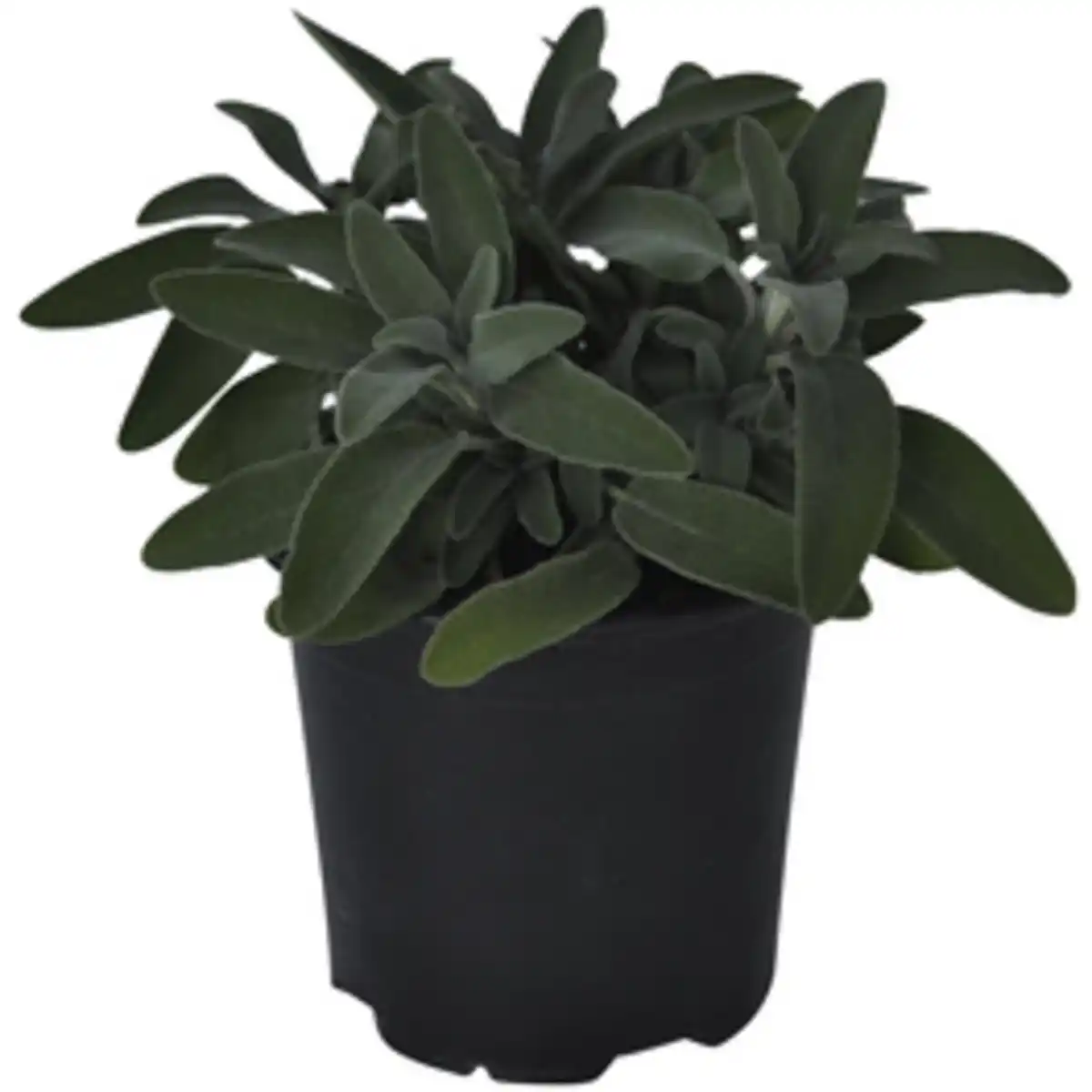 Bild 2 von Gartenkrone Salbei, Salvia officinalis, aktuelle Pflanzenhöhe ca.: 20 cm, im Topf