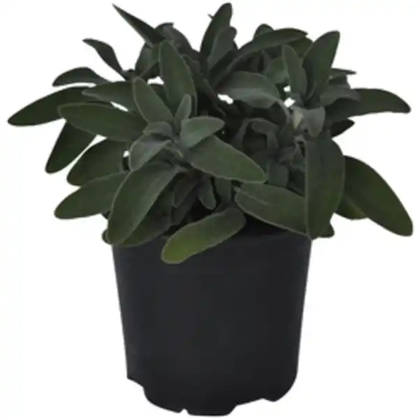 Bild 2 von Gartenkrone Salbei, Salvia officinalis, aktuelle Pflanzenhöhe ca.: 20 cm, im Topf