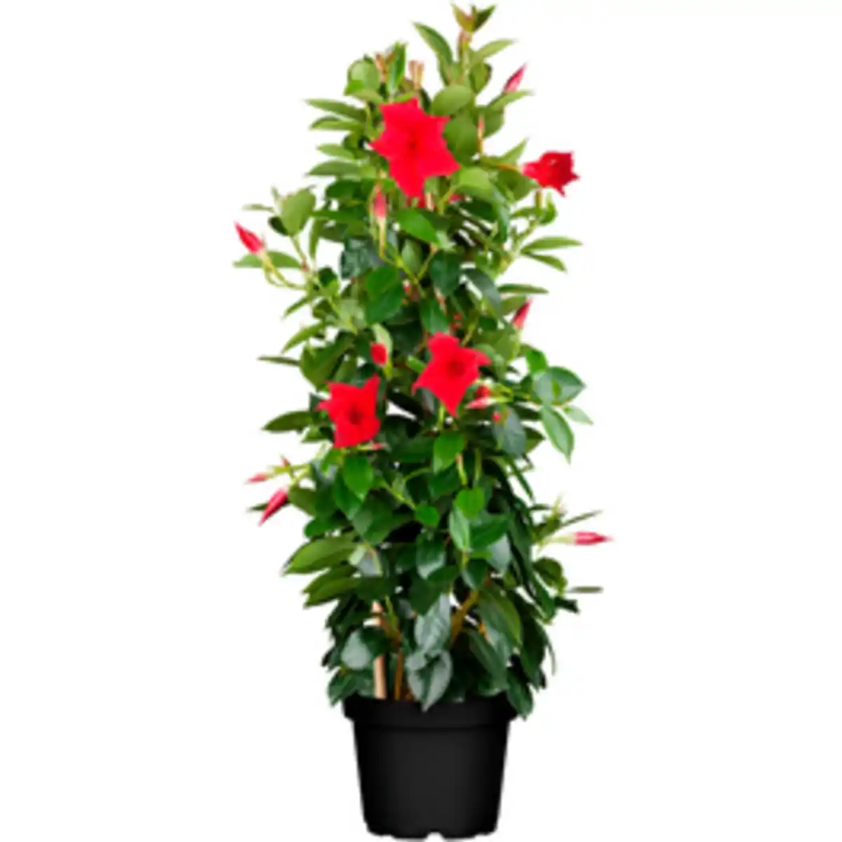 Bild 1 von Dipladenia Mandevilla , Pyramide