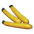 Bild 2 von Gartenkrone Zucchini Cucurbita pepo »Sebring«, gelb