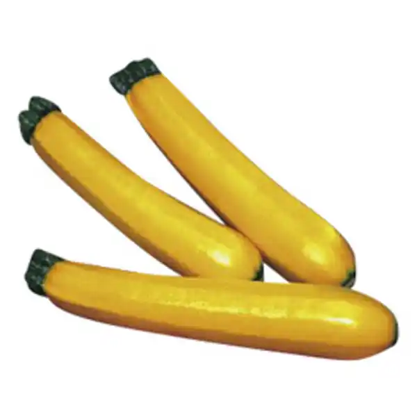 Bild 2 von Gartenkrone Zucchini Cucurbita pepo »Sebring«, gelb