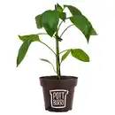 Bild 1 von GARDENLINE Paprika, Rot