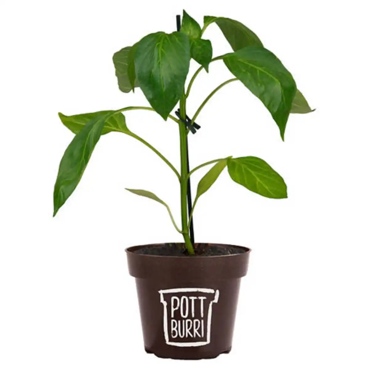 Bild 1 von GARDENLINE Paprika, Rot