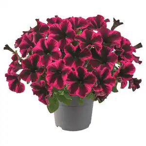 GARDENLINE Petunie Duo