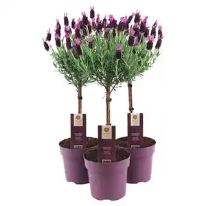 GARDENLINE Lavendel Stämmchen