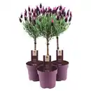 Bild 1 von GARDENLINE Lavendel Stämmchen