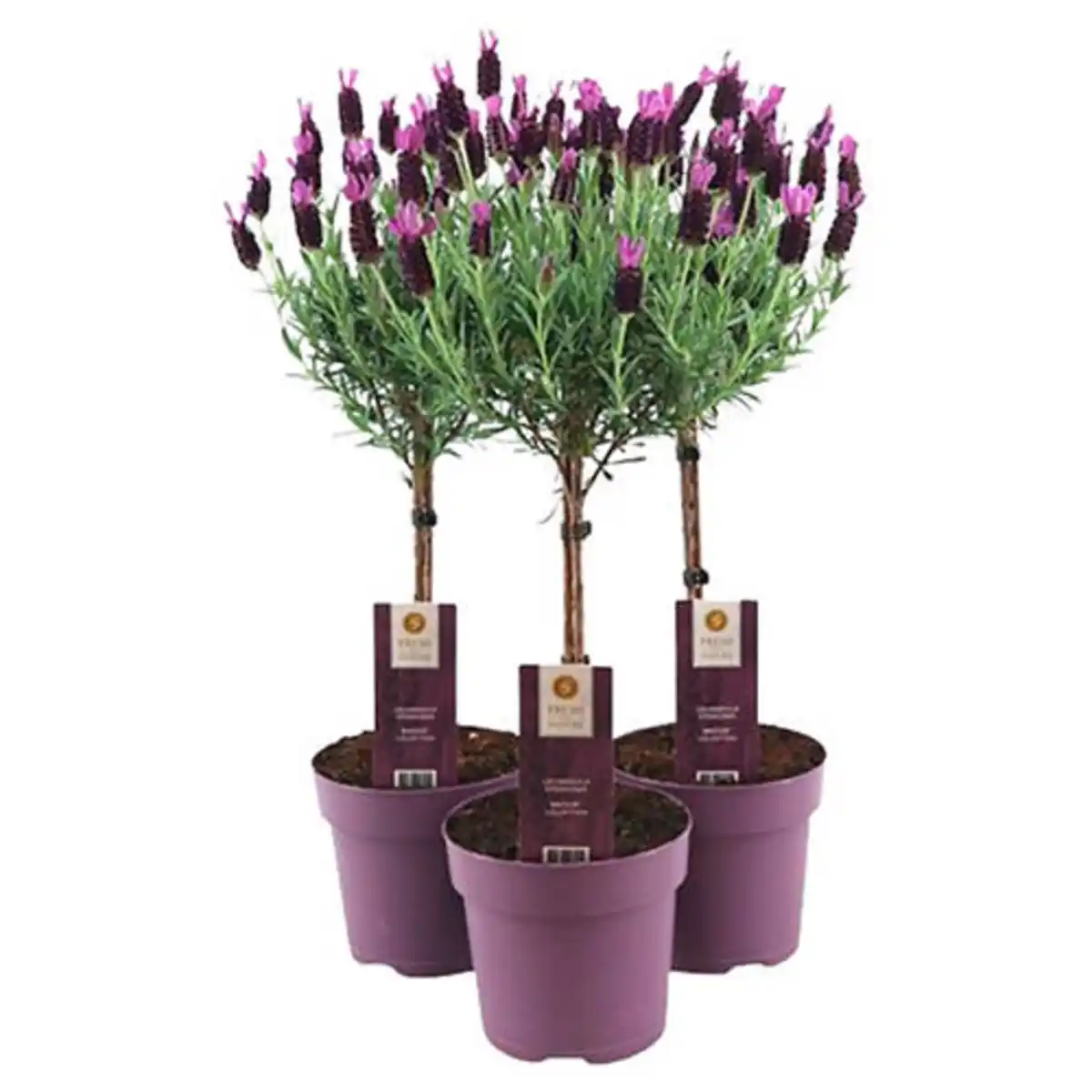 Bild 1 von GARDENLINE Lavendel Stämmchen