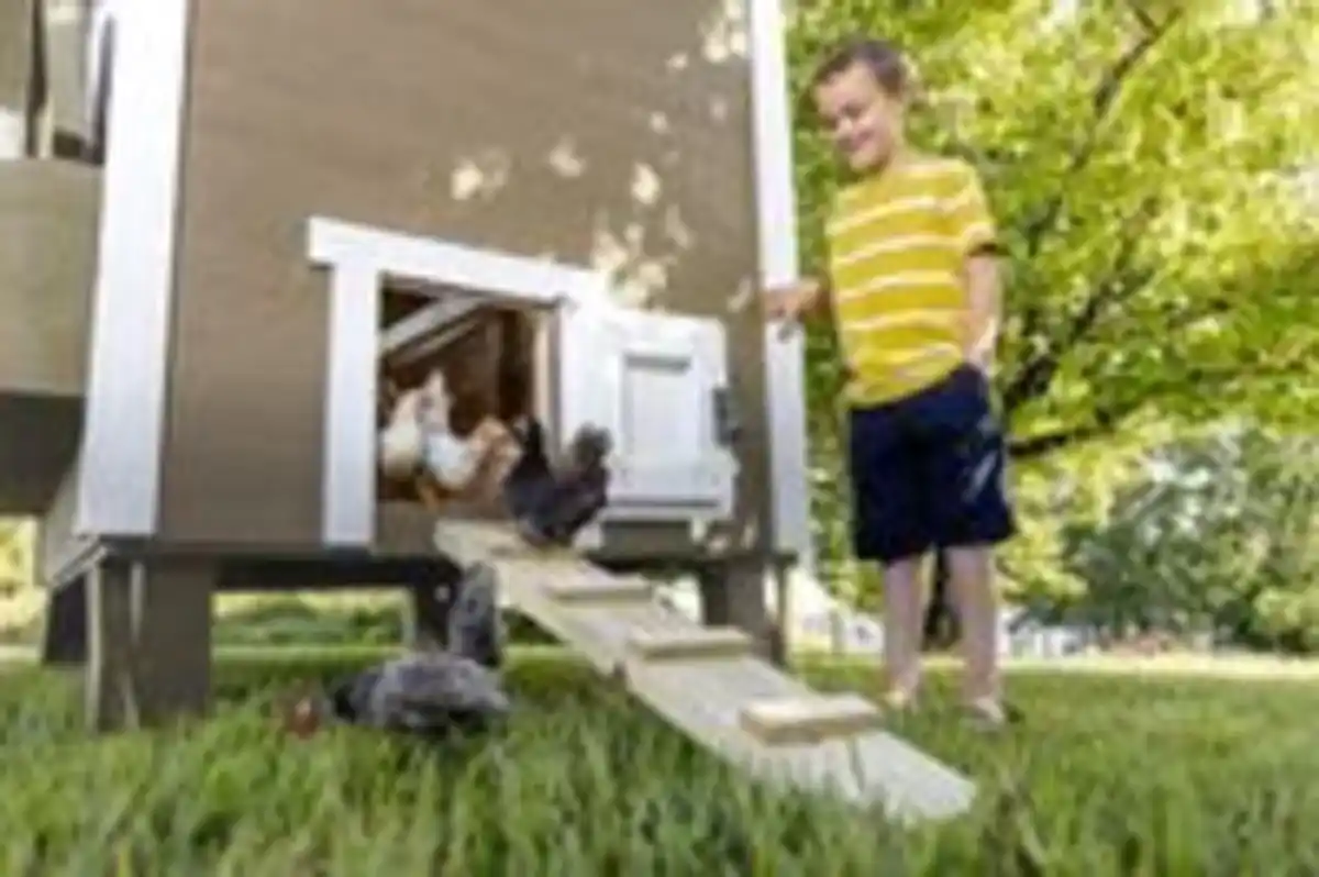 Bild 3 von Hühnerstall Mitte EZ Chicken Home  1,68 m²  Beige hergestellt in EU