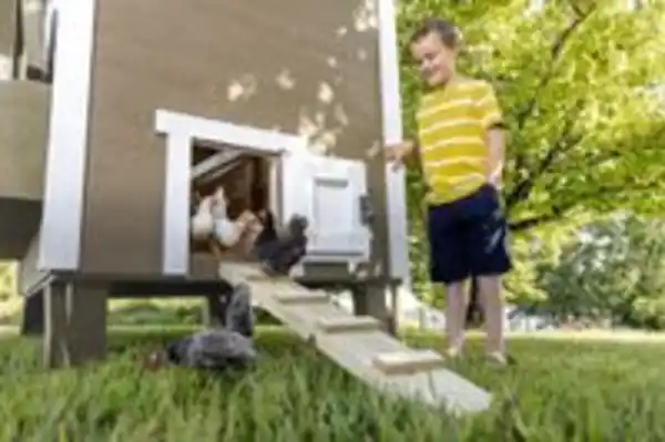 Bild 3 von Hühnerstall Mitte EZ Chicken Home  1,68 m²  Beige hergestellt in EU