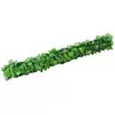 Bild 4 von Sichtschutzhecke