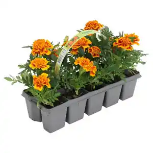 GARDENLINE Beetpflanzen, 10er-Tray, Studentenblume