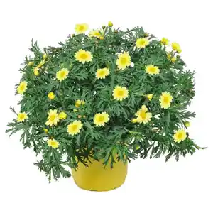 GARDENLINE Margeriten Busch, gelb