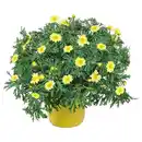 Bild 1 von GARDENLINE Margeriten Busch, gelb