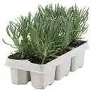 Bild 1 von GARDENLINE Lavendel 6er-Tray