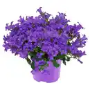 Bild 1 von GARDENLINE Campanula, Blau