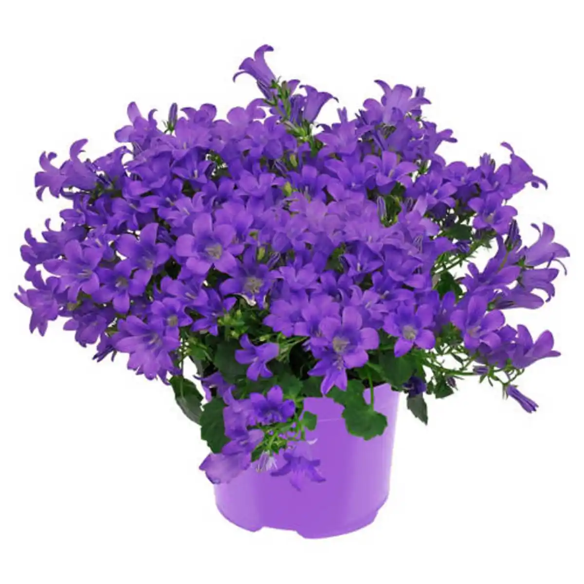 Bild 1 von GARDENLINE Campanula, Blau