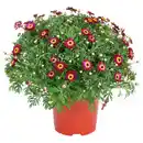 Bild 1 von GARDENLINE Margeriten Busch, rot